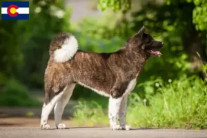 Read more about the article Akita breeders and puppies in Colorado