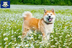 Read more about the article Akita breeders and puppies in Connecticut