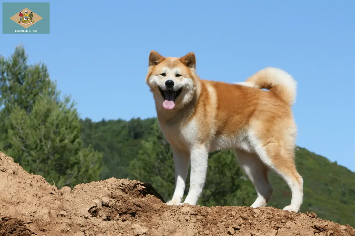 Akita puppies and breeder Delaware Here you can find Akitas breeders in Delaware.