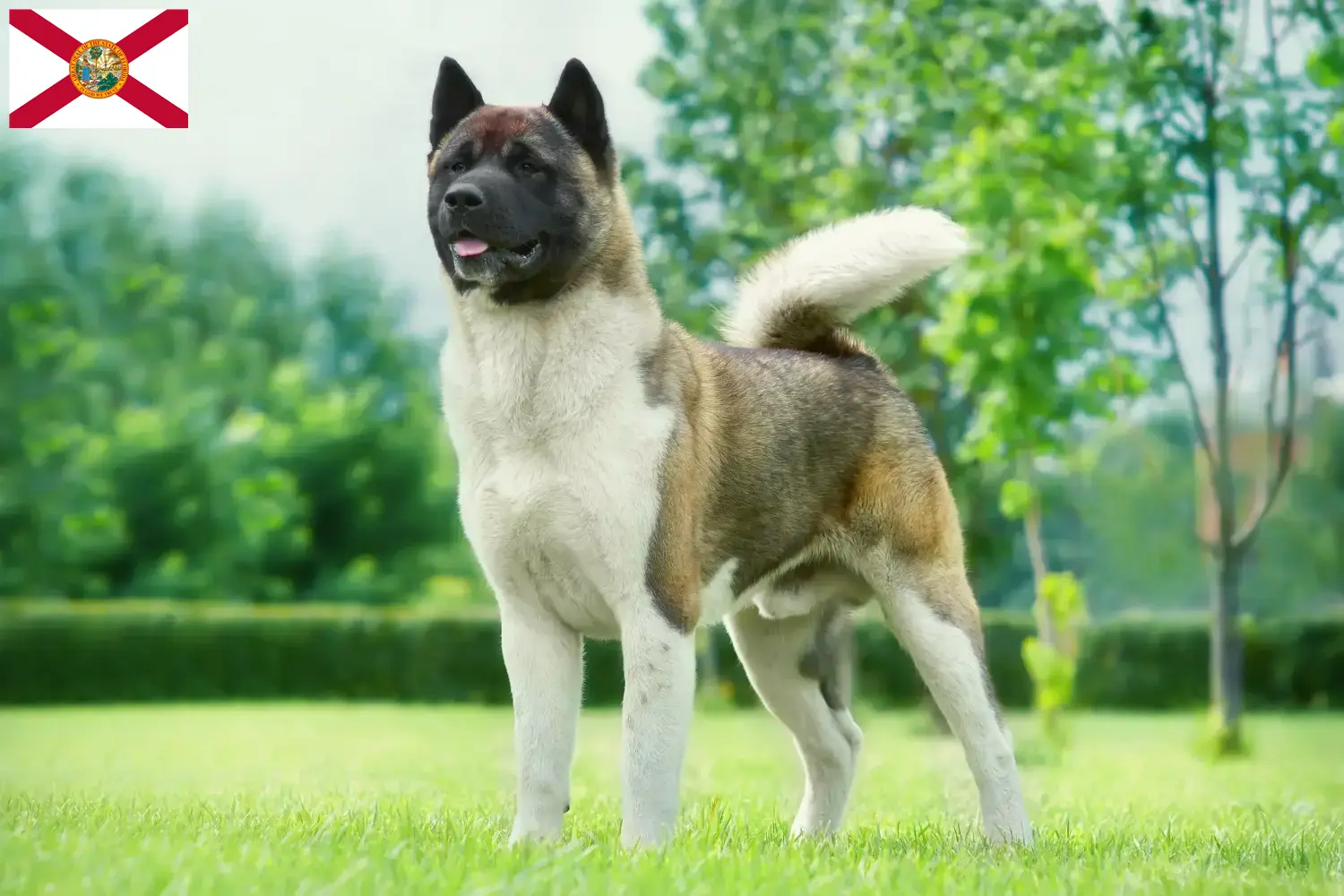 Akita puppies and breeders Florida Find Akita breeders in Florida here.