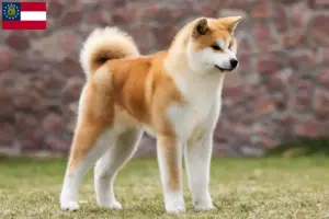 Read more about the article Akita breeders and puppies in Georgia
