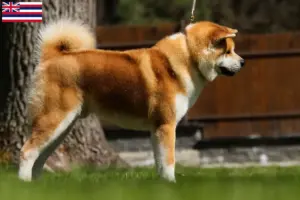 Read more about the article Akita breeders and puppies in Hawaii