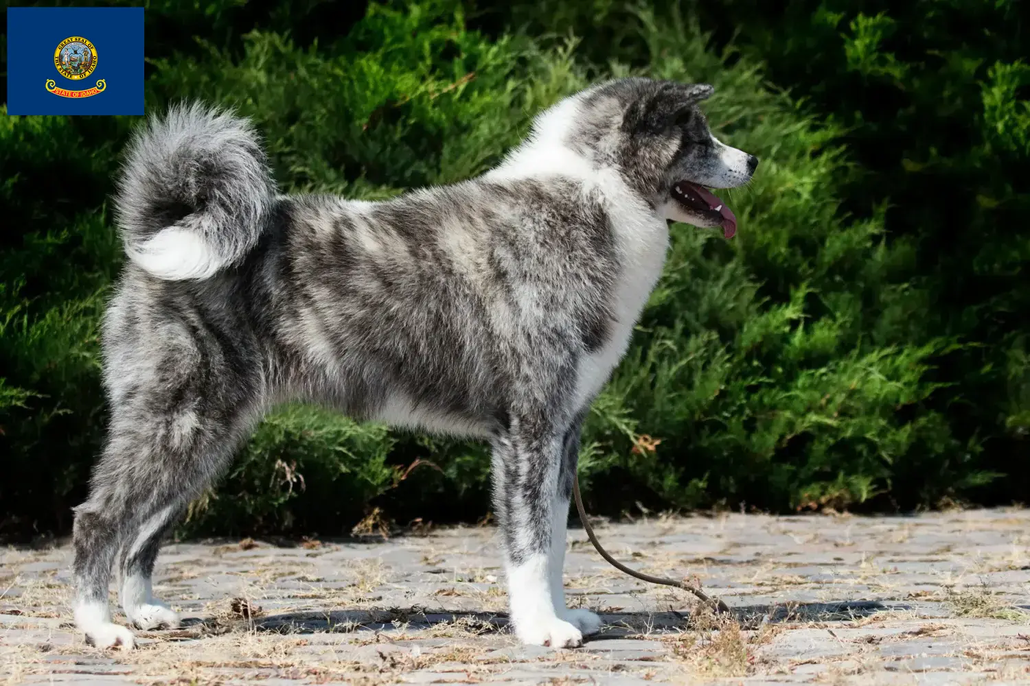 Akita puppies and breeders Idaho Here you can find Akita breeders in Idaho.