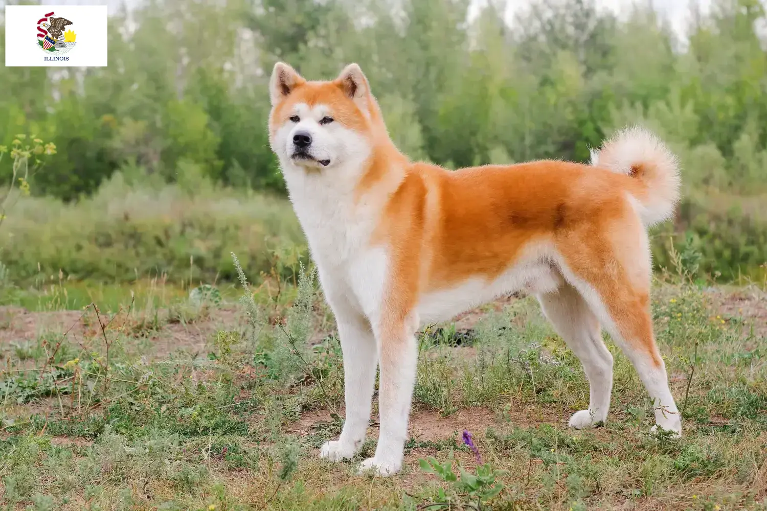 Akita puppies and breeders Illinois Find Akita breeders in Illinois here.
