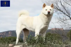 Read more about the article Akita breeders and puppies in Indiana