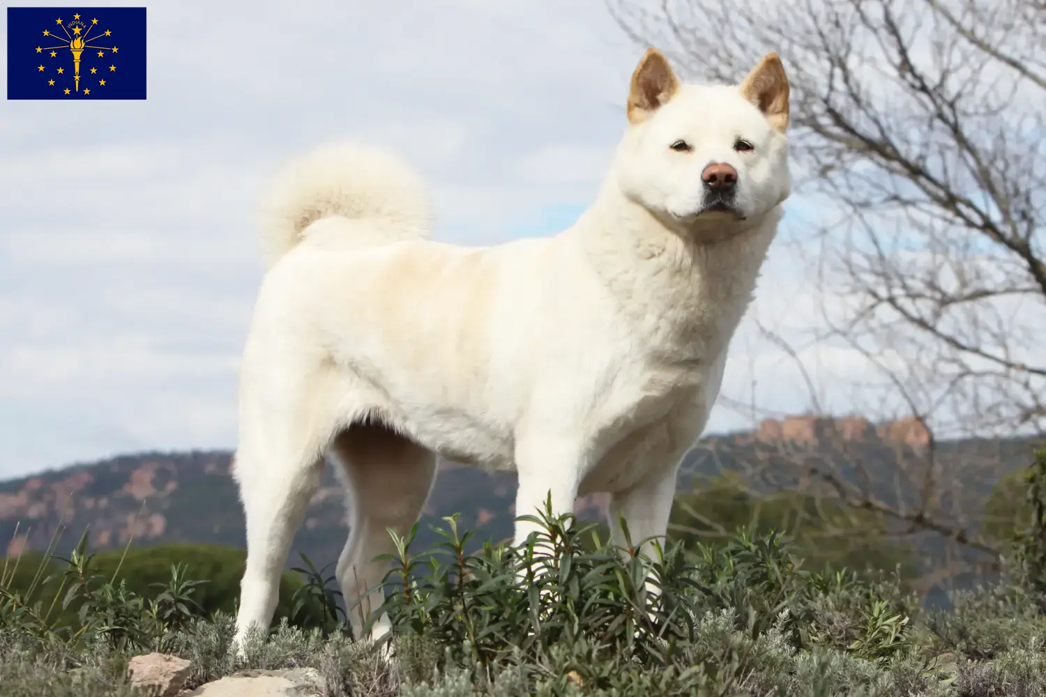 Akita puppies and breeder Indiana Find Akita breeders in Indiana here.