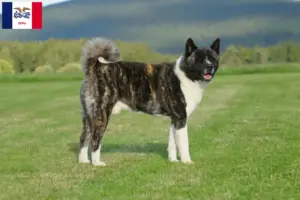 Read more about the article Akita breeders and puppies in Iowa