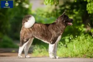 Read more about the article Akita breeders and puppies in Kansas