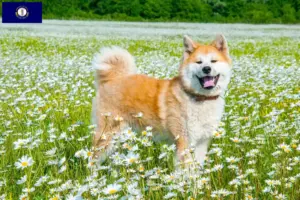 Read more about the article Akita breeders and puppies in Kentucky