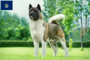 Read more about the article Akita breeders and puppies in Maine