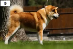 Read more about the article Akita breeders and puppies in Massachusetts