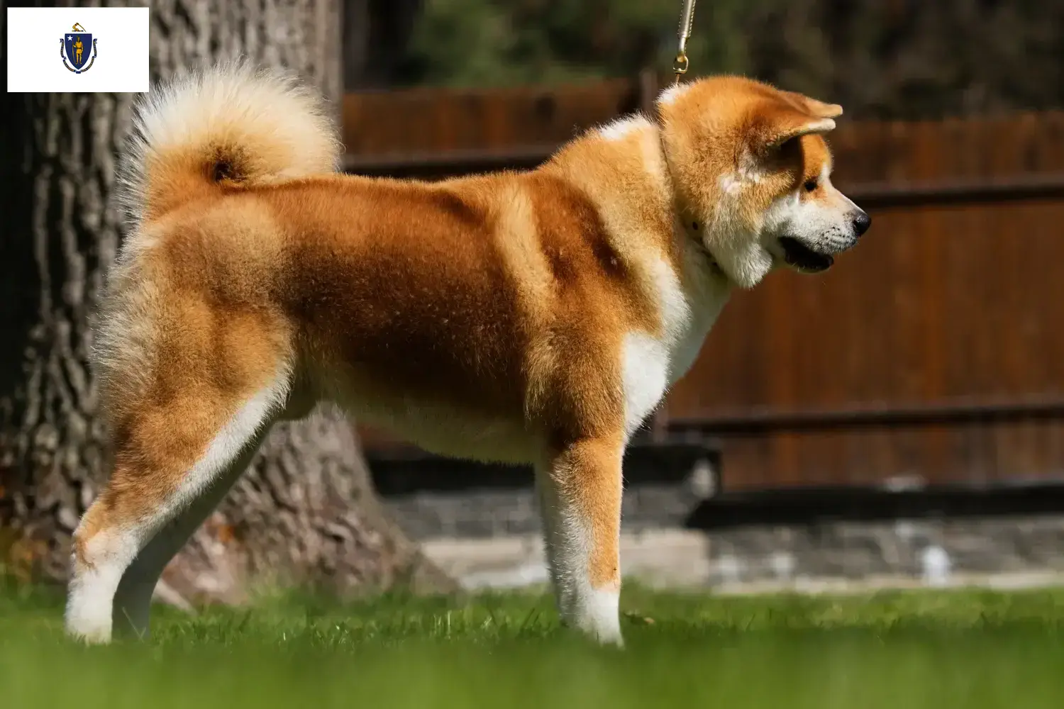 Akita puppies and breeders Massachusetts Here you can find Akita breeders in Massachusetts.