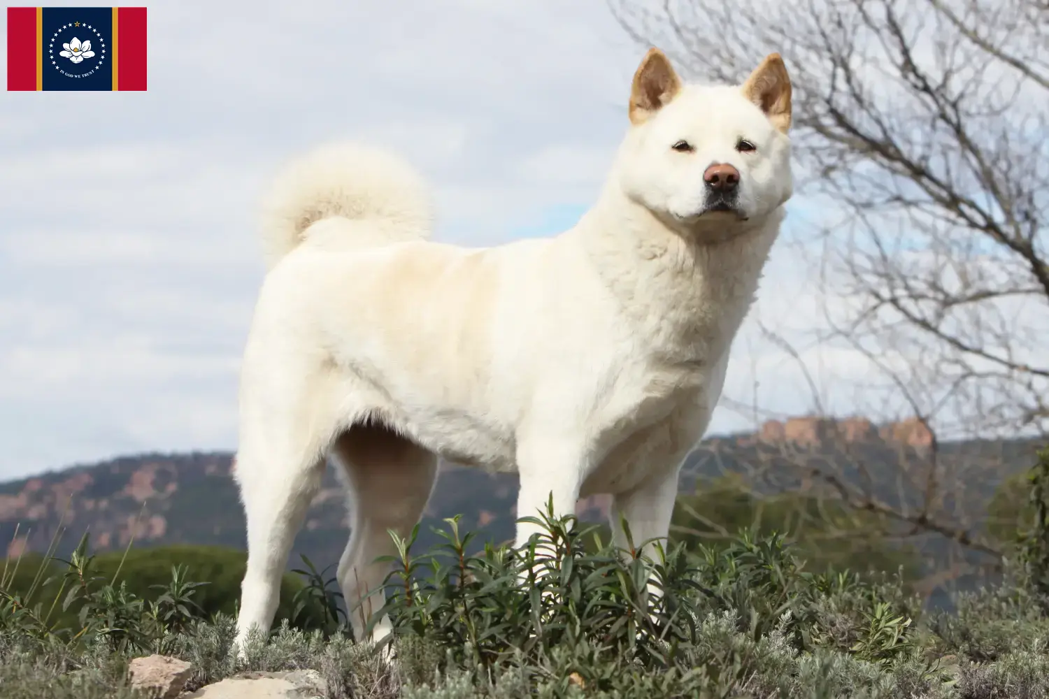 Akita puppies and breeders Mississippi Here you can find Akita breeders in Mississippi.
