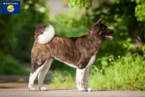 Read more about the article Akita breeders and puppies in Montana
