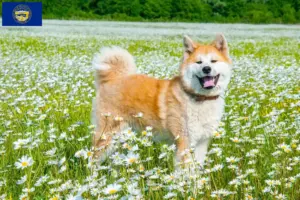 Read more about the article Akita breeders and puppies in Nebraska