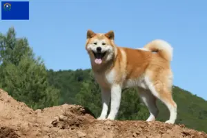 Read more about the article Akita breeders and puppies in Nevada