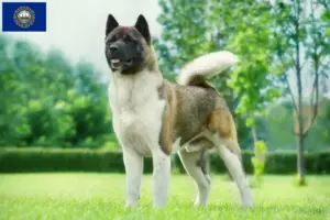Read more about the article Akita breeders and puppies in New Hampshire