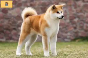 Read more about the article Akita breeders and puppies in New Jersey