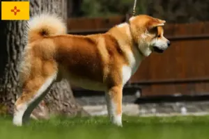 Read more about the article Akita breeders and puppies in New Mexico