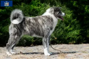 Read more about the article Akita breeders and puppies in New York