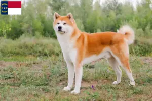 Read more about the article Akita breeders and puppies in North Carolina