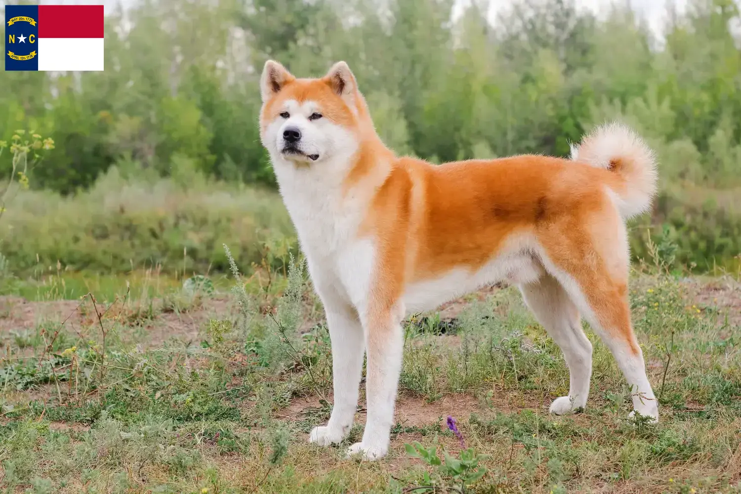 Akita puppies and breeders North Carolina Here you can find Akita breeders in North Carolina.
