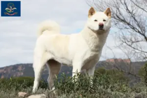 Read more about the article Akita breeders and puppies in North Dakota