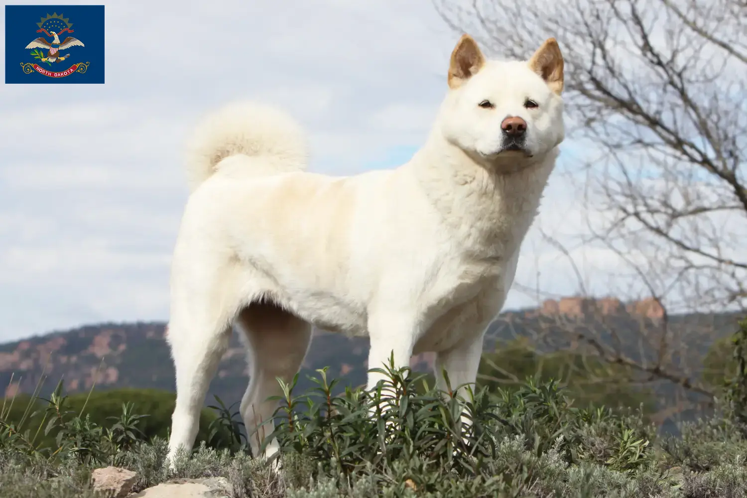 Akita puppies and breeders North Dakota Here you can find Akita breeders in North Dakota.