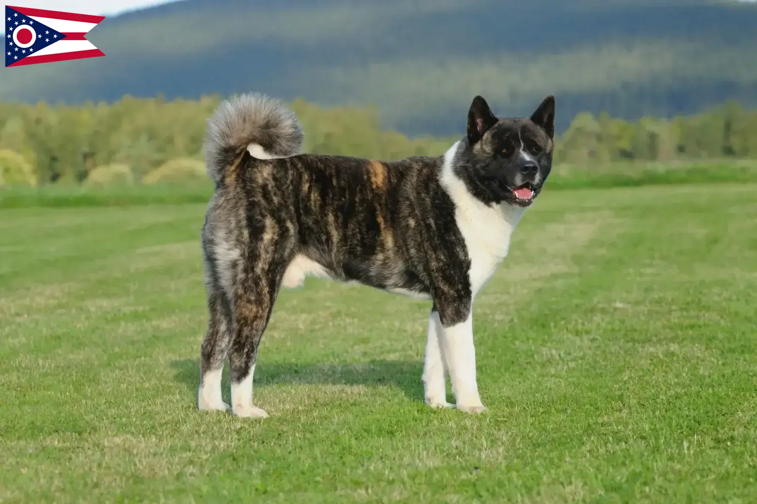Akita puppies and breeders Ohio Find Akita breeders in Ohio here.