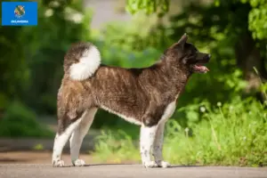Read more about the article Akita breeders and puppies in Oklahoma