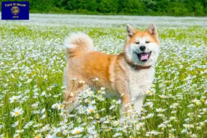 Read more about the article Akita breeders and puppies in Oregon