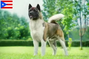 Read more about the article Akita breeders and puppies in Puerto Rico