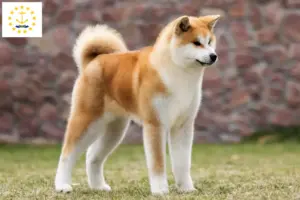 Read more about the article Akita breeders and puppies in Rhode Island