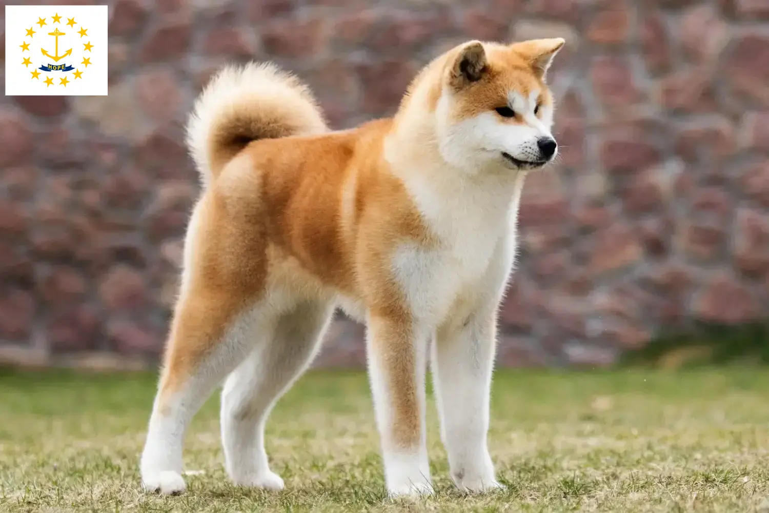 Akita puppies and breeders Rhode Island Find Akita breeders in Rhode Island here.
