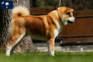 Read more about the article Akita breeders and puppies in South Carolina