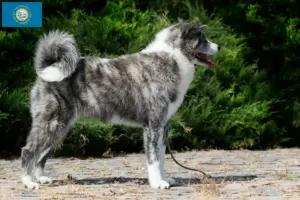 Read more about the article Akita breeders and puppies in South Dakota