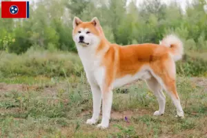 Read more about the article Akita breeders and puppies in Tennessee