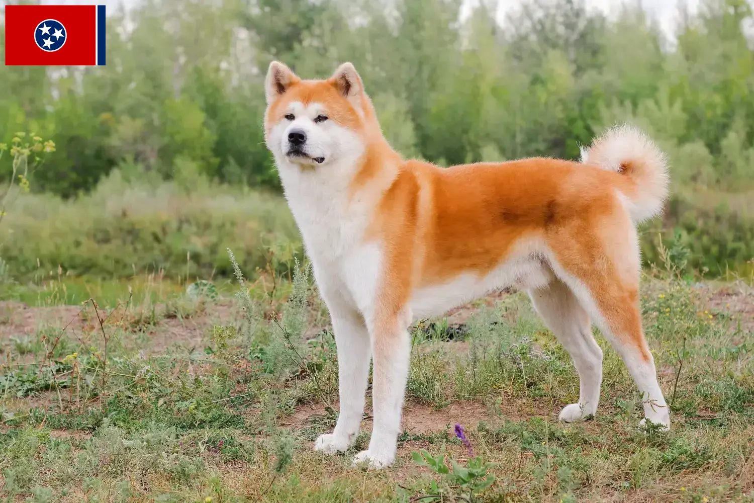 Akita puppies and breeder Tennessee Here you can find Akita breeders in Tennessee.