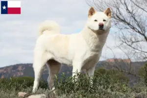 Read more about the article Akita breeders and puppies in Texas