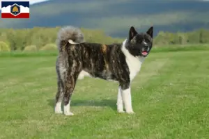Read more about the article Akita breeders and puppies in Utah