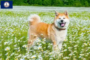 Read more about the article Akita breeders and puppies in Virginia