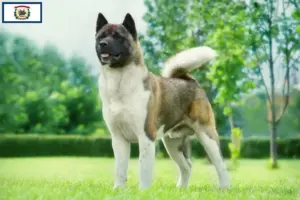 Read more about the article Akita breeders and puppies in West Virginia
