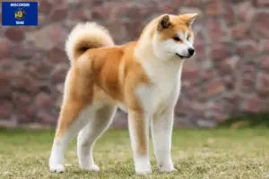 Read more about the article Akita breeders and puppies in Wisconsin