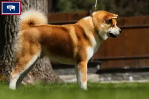 Read more about the article Akita breeders and puppies in Wyoming