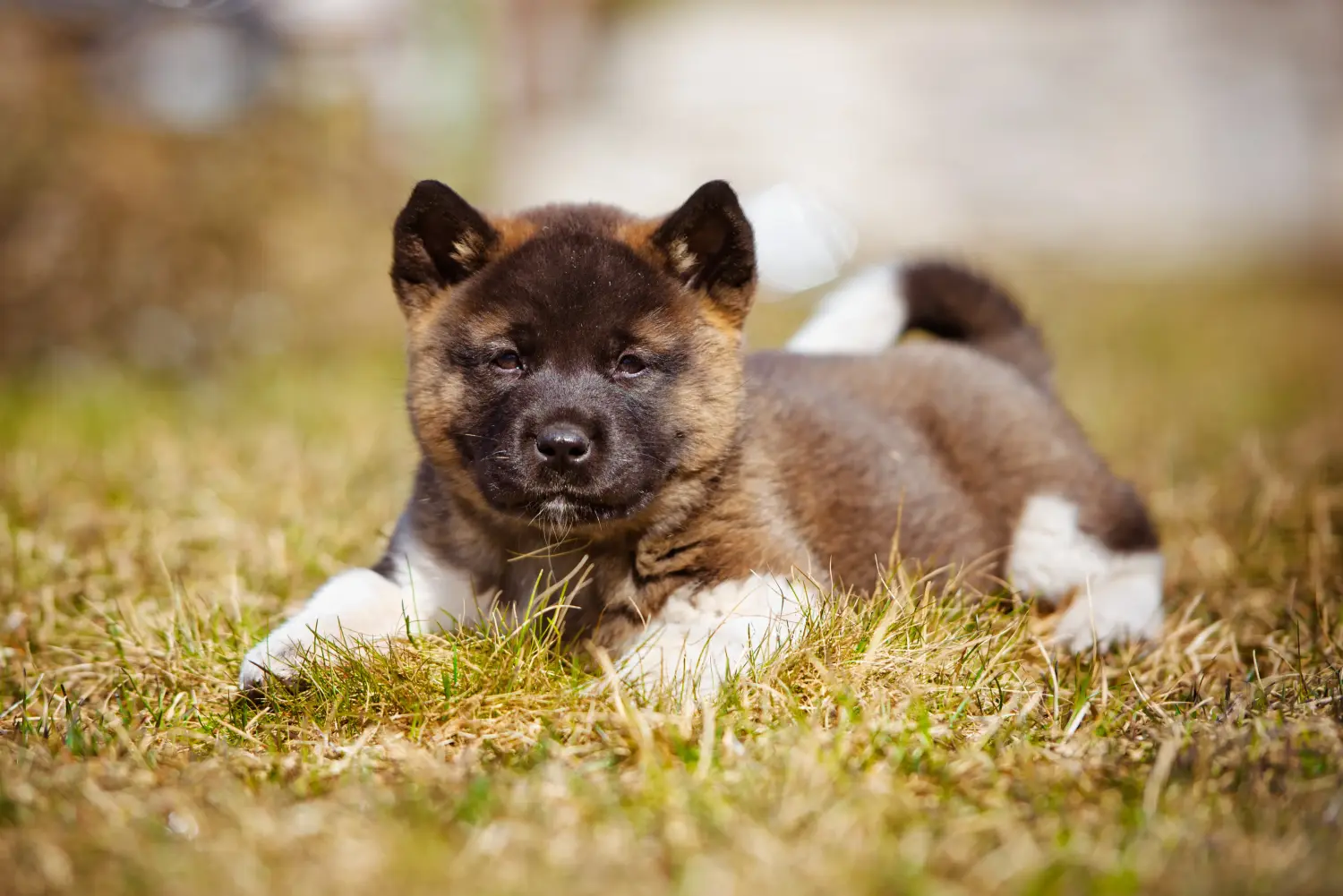 Buying an Akita puppy means taking responsibility! Buy Akita puppies.