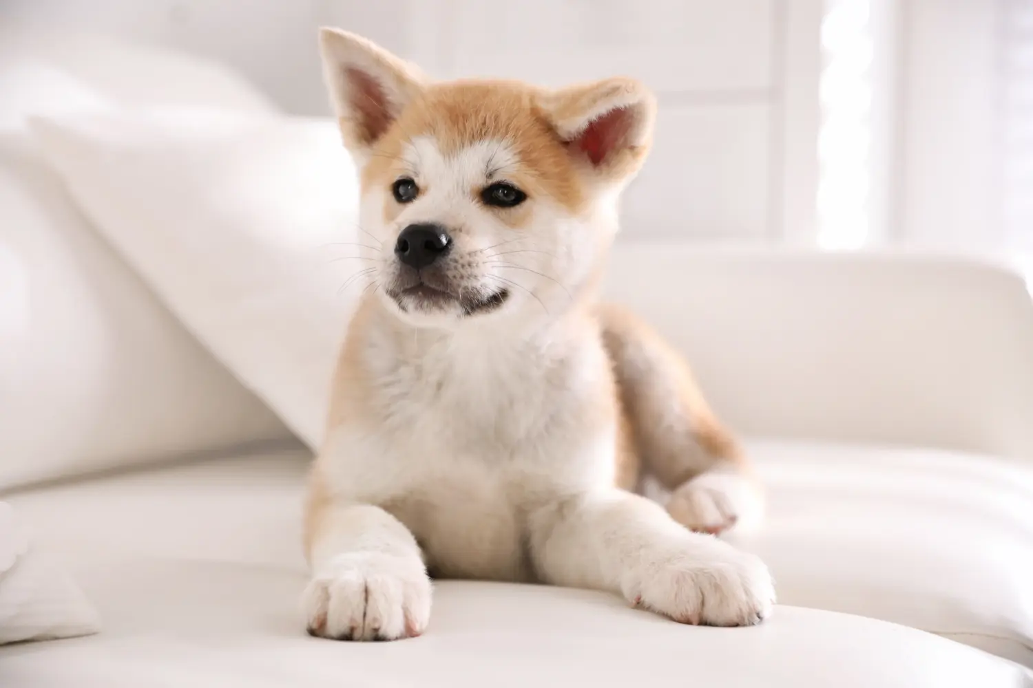 Buying an Akita puppy means taking responsibility! Buy Akita puppies.