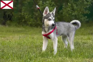 Read more about the article Alaskan Klee Kai breeders and puppies in Alabama