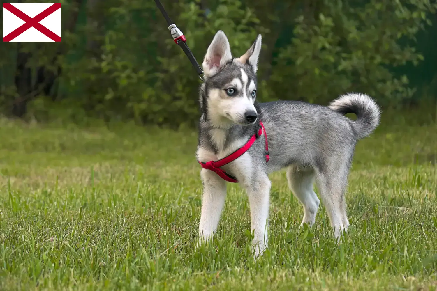 Read more about the article Alaskan Klee Kai breeders and puppies in Alabama