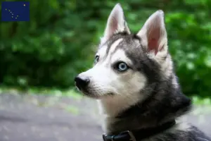 Read more about the article Alaskan Klee Kai breeders and puppies in Alaska