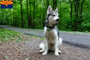 Read more about the article Alaskan Klee Kai breeders and puppies in Arizona